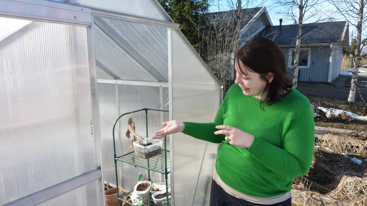 Kotipihojen kasvihuoneet kukoistavat uusvanhojen vinkkien avulla | Yle  Uutiset