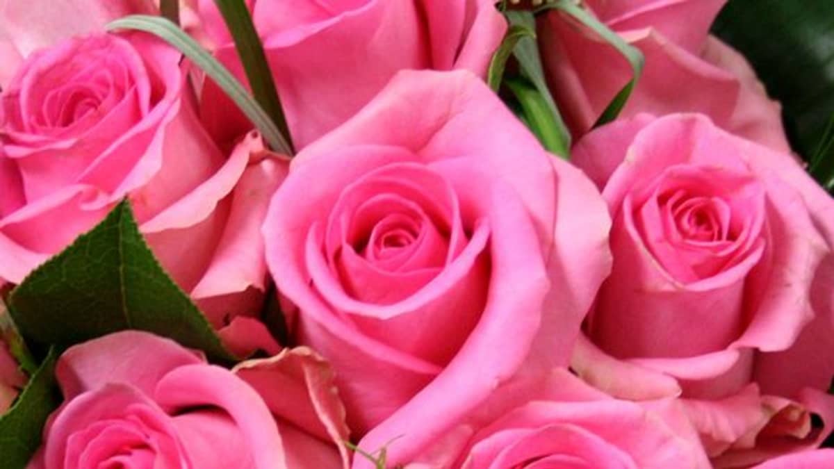 Tuoksuttomat ruusut hämmästyttävät | Yle Uutiset