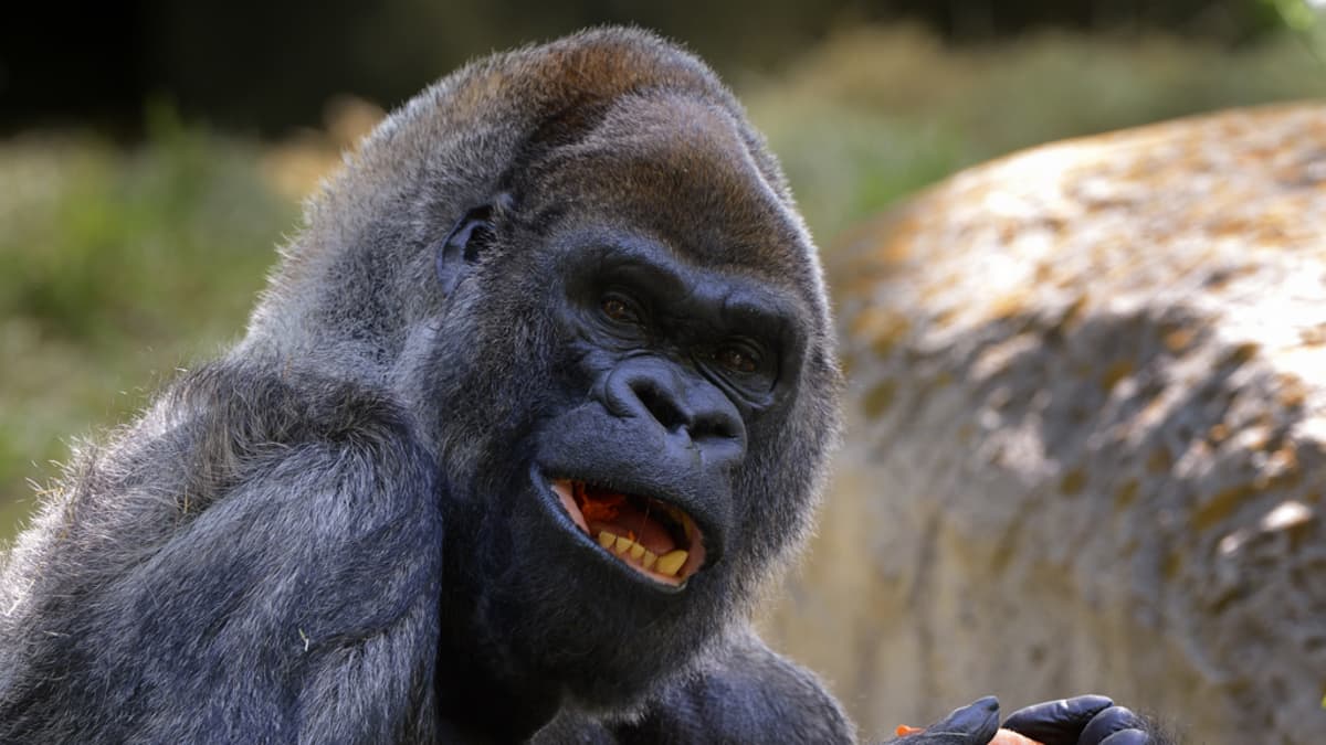 Ozzie-gorilla täytti 52 vuotta 26.4.2013 Atlantan eläintarhassa Yhdysvalloissa.