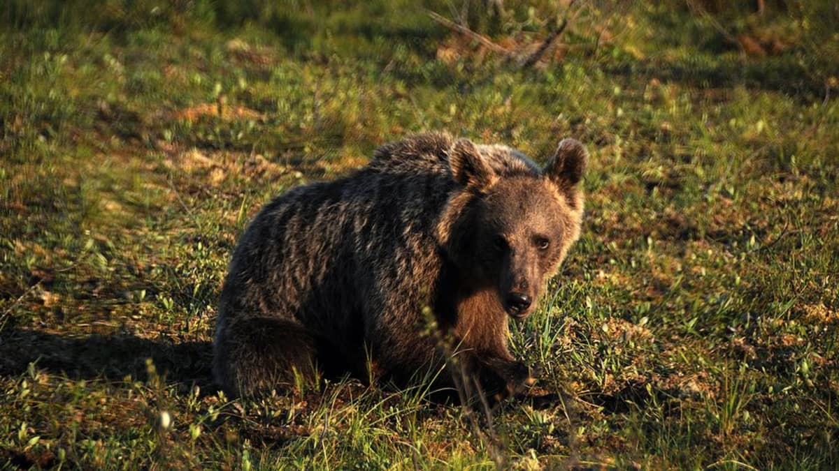 Ulkoilijat törmäsivät karhuun ja sen pentuun Kajaanin Pöllyvaaralla ...