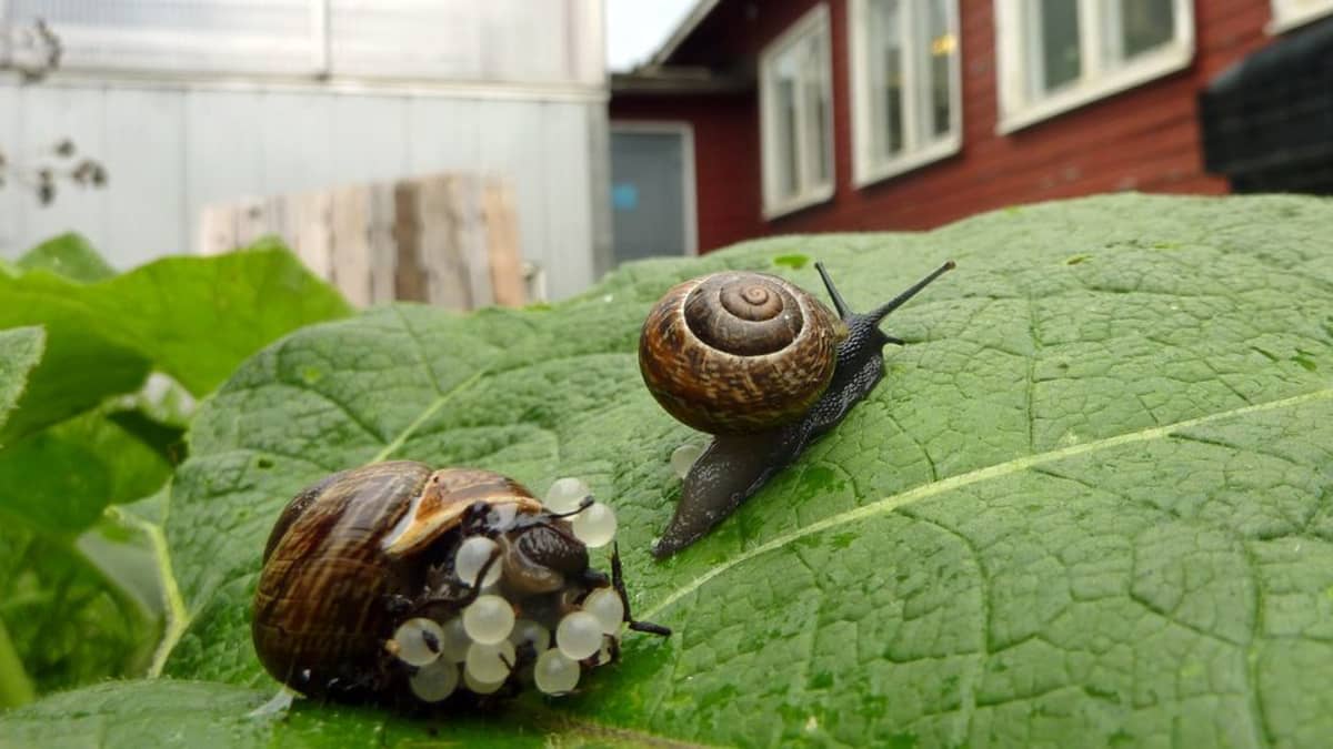 Lehtokotilot liikkeellä