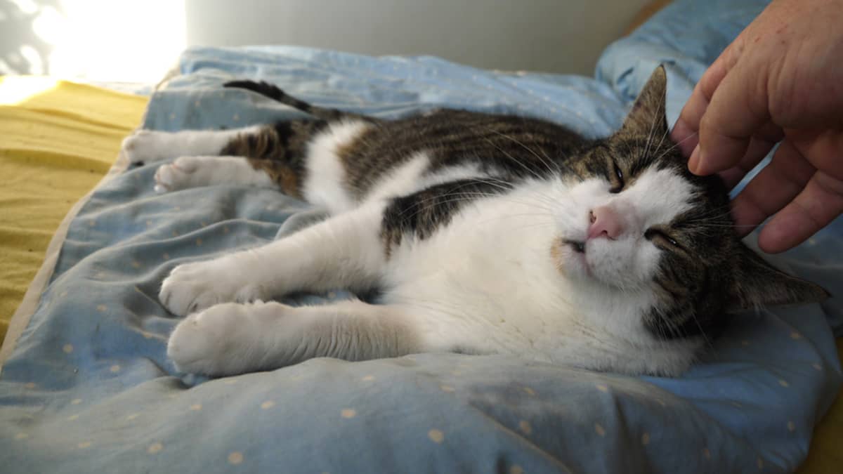 Eetu-kissa raukena sängyllä.