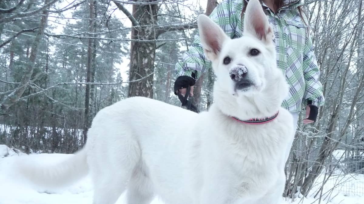 Koirasusi Nala seisoo ulkona lumihangessa.