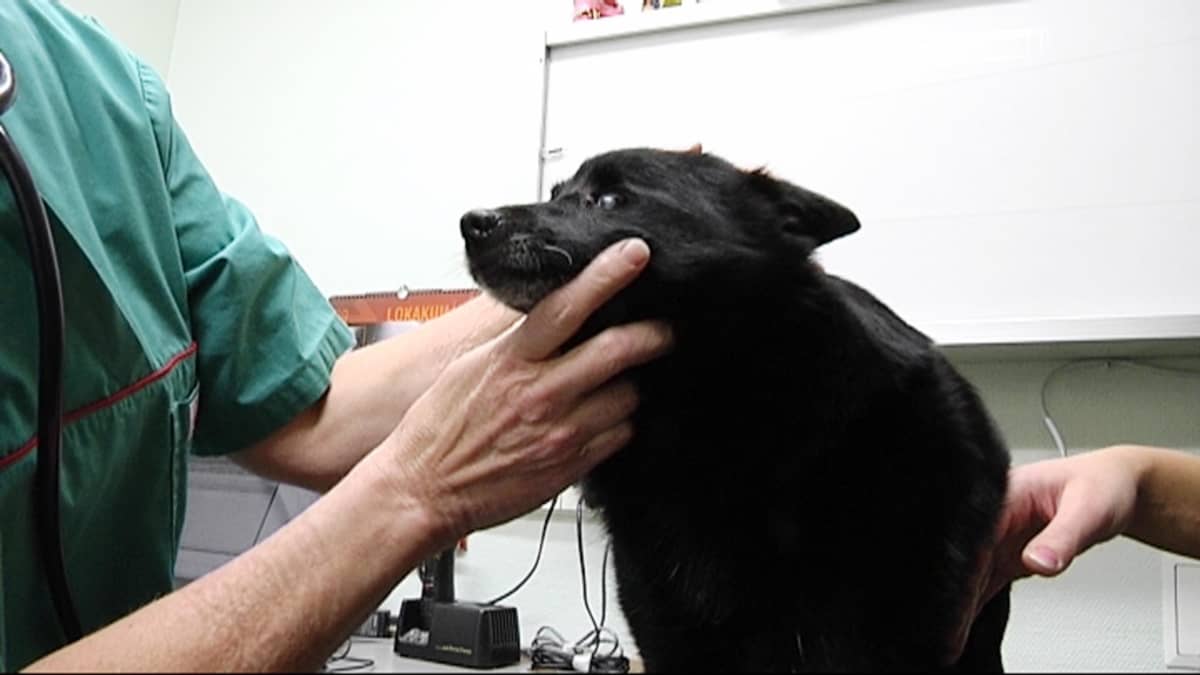 Koiraa tutkitaan eläinlääkärissä.