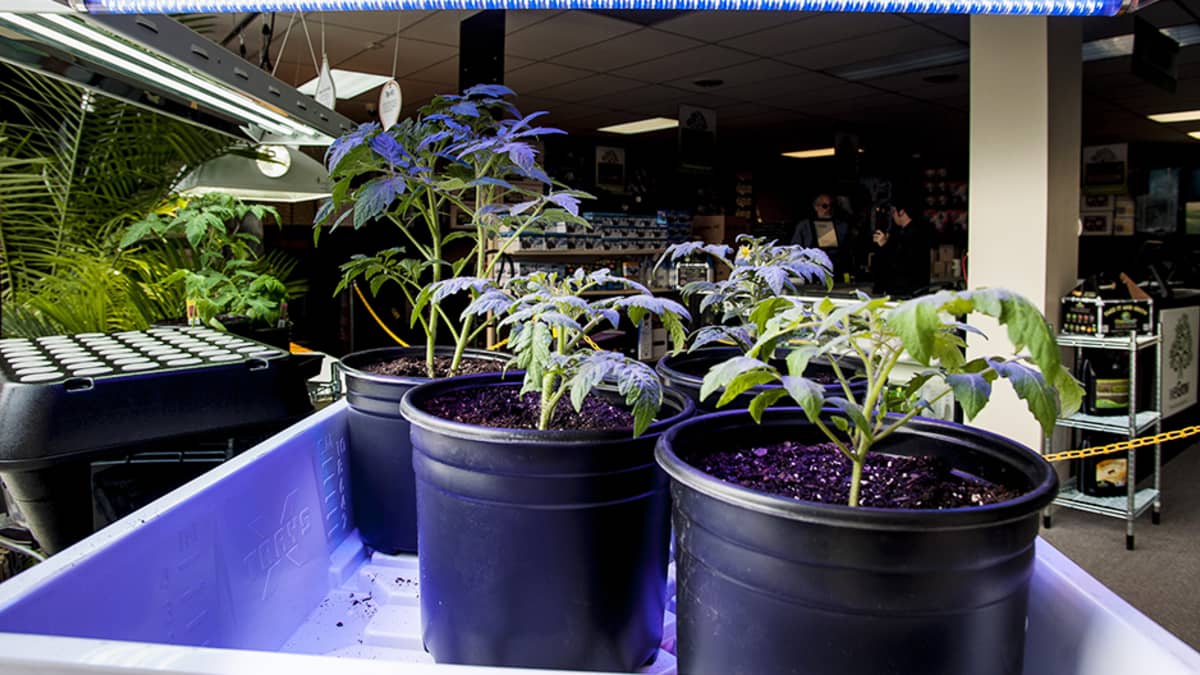 weGrow-ketju myy marihuanan kasvattamiseen tarvittavia välineitä. Kuva on ketjun Washingtonin myymälästä Yhdysvalloista.