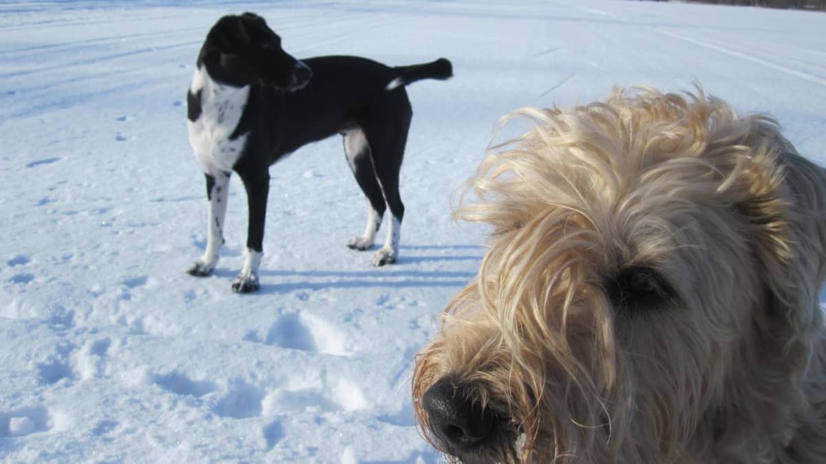 Kaksi koiraa jäällä 