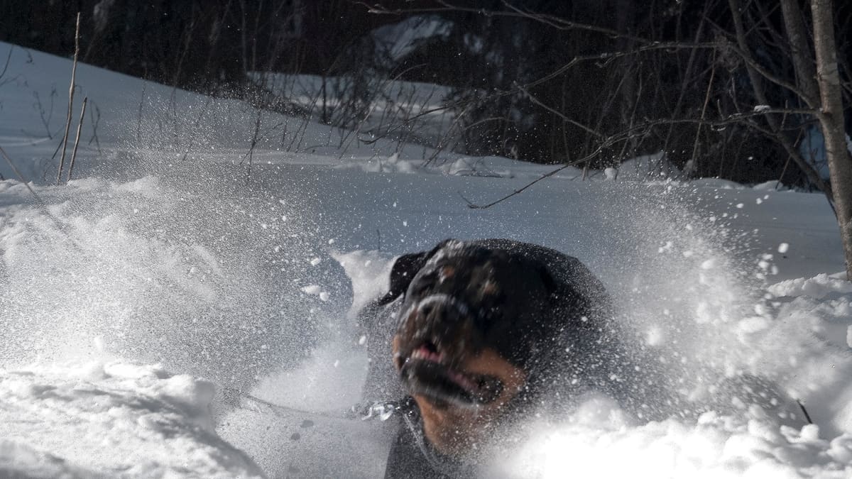 Rottweiler peuhaa lumessa