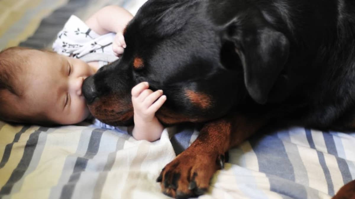 Tasapainoinen koira pärjää lasten kanssa | Yle Uutiset