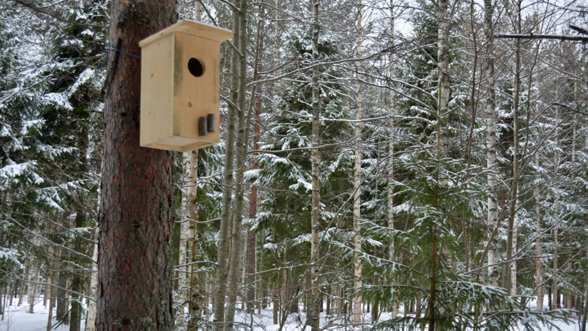 Helmipöllön linnunpönttö männyssä talvisessa maisemassa.