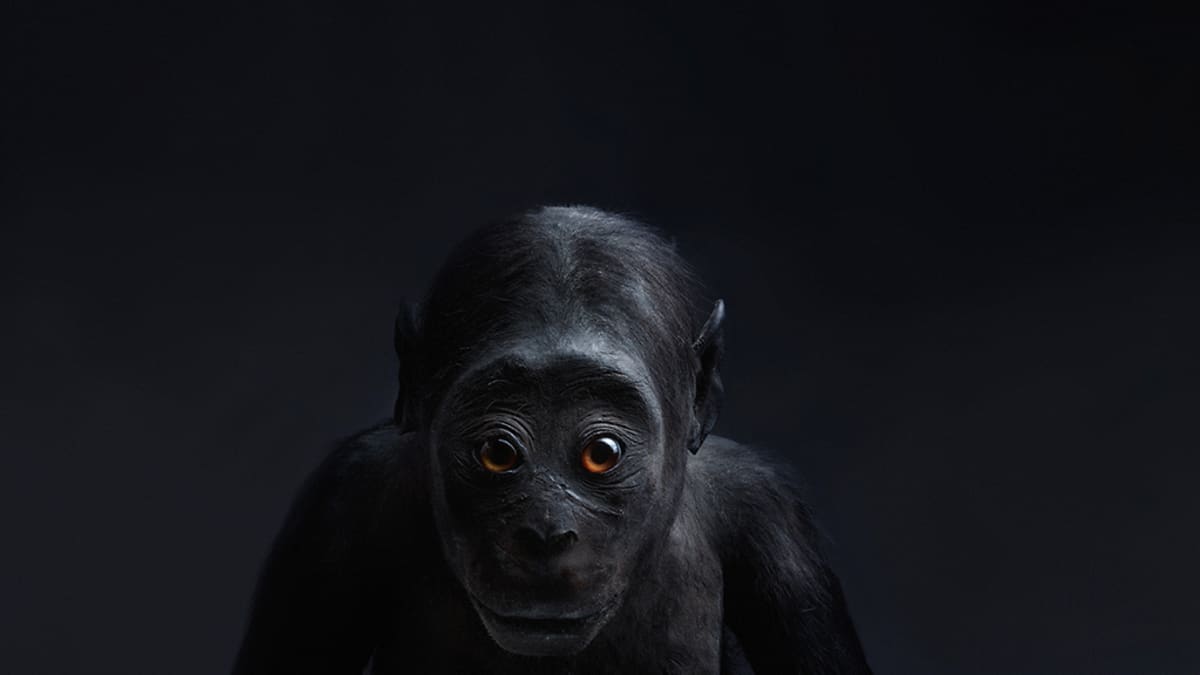 Täytetty, mustaihoinen apina katsoo kohti kuvaajaa.