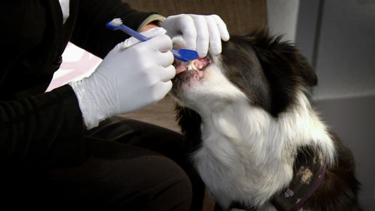 Koiran hampaita harjataan Aamu-tv:n studiossa.
