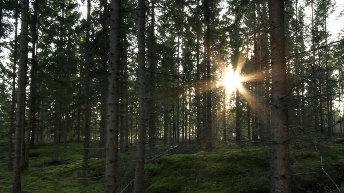 Metsä maaliskuussa 2014.