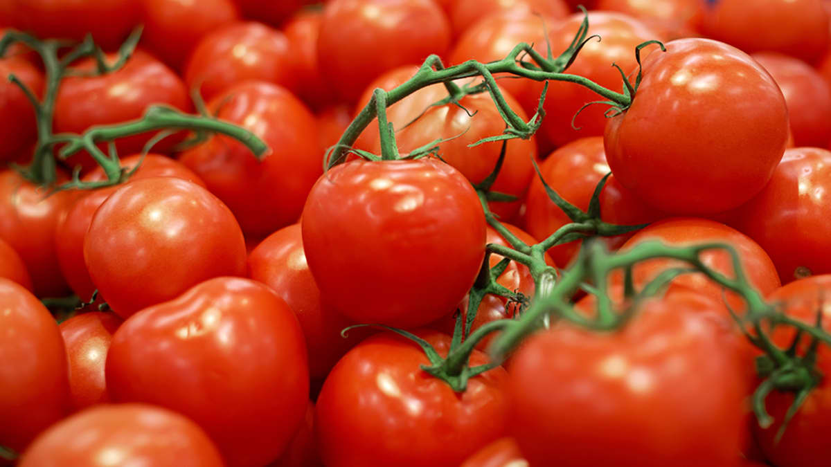 Kaukolämmöllä kasvatettuja tomaatteja pian ruokapöytiin Porista | Yle  Uutiset
