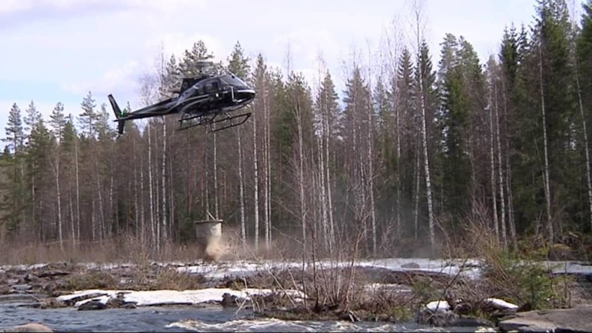 Helikopteri pudottaa soraa Ala-Koitajokeen.