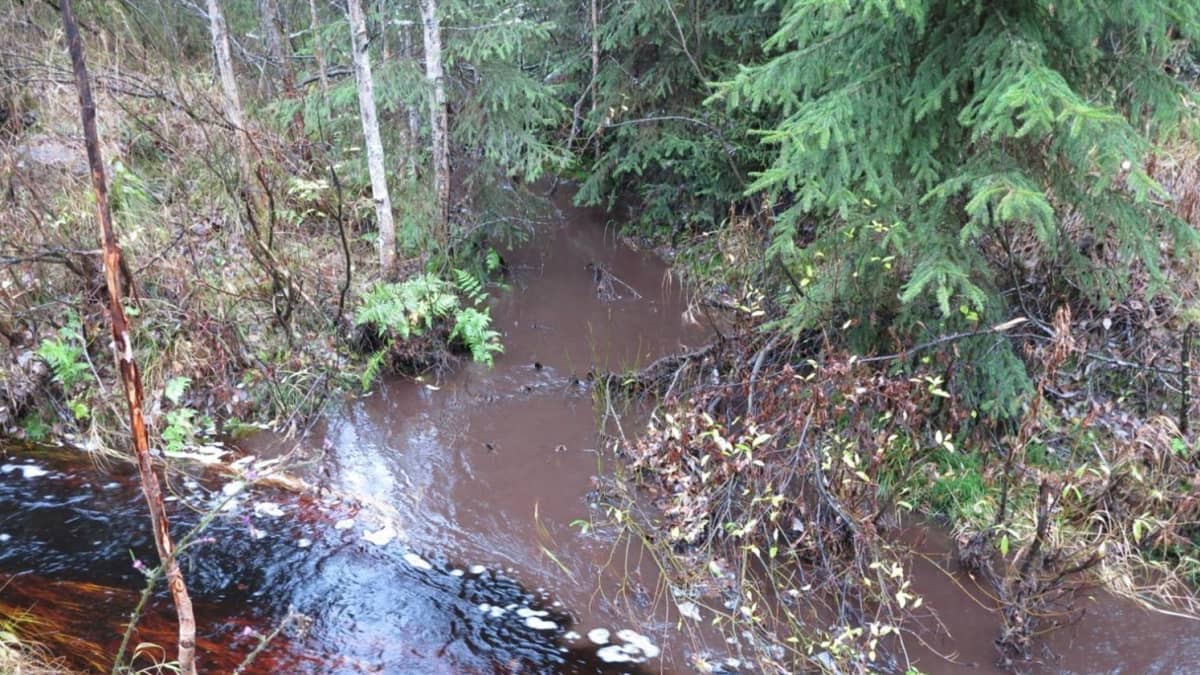 Turpeennostoalueelta tuleva samea vesi (ylhäältä) yhdistyy metsäojasta valuvaan tummaan veteen (vasemmalta) tulvapiikin jälkeen Multialla.