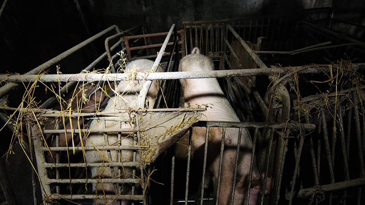 Helmikuussa 2014 Oikeutta eläimille -järjestön ottama kuva laukaalaiselta sikalalta.