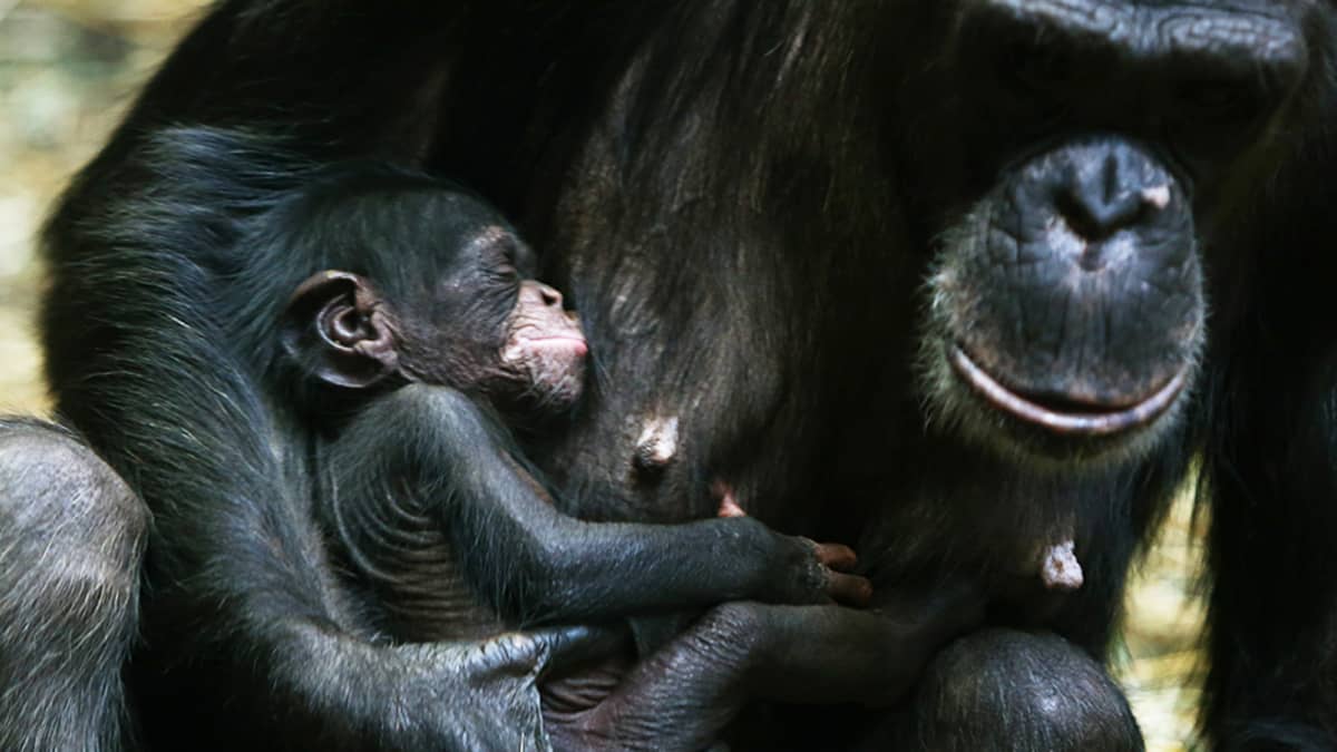 Simpanssiemo 12 päivää vanhan poikasensa kanssa Varsovan eläintarhassa Puolassa 14. tammikuuta.
