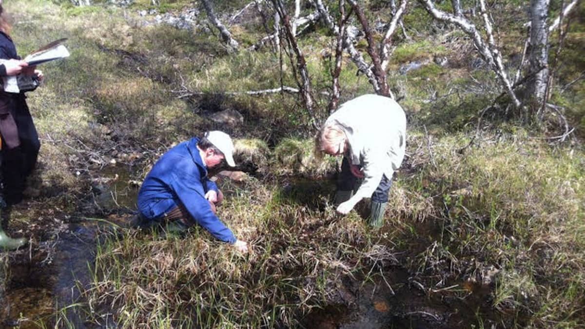 Esko Aikio ja Aune Veersalu geahčadeamin šattuid Ohcejot siste, Karelian Diamond Resources várren guovllus.