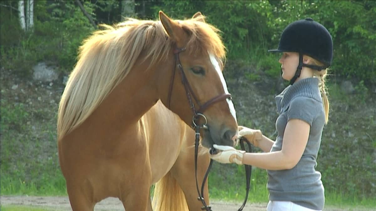 Hevonen ja tyttö Jyväskylässä kesäkuussa 2014.