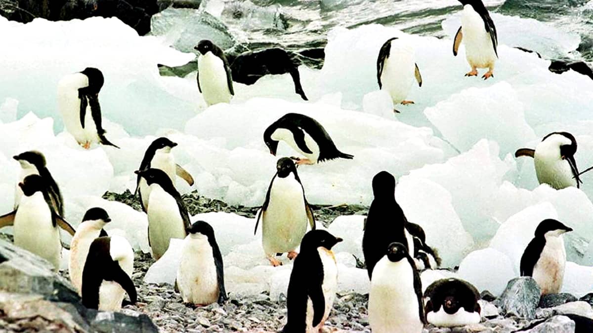 Etelämantereen pingviinejä.