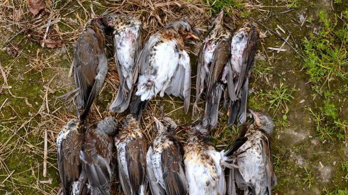 Italian hunter snared for fake bird calls in Northern Finland | News | Yle  Uutiset