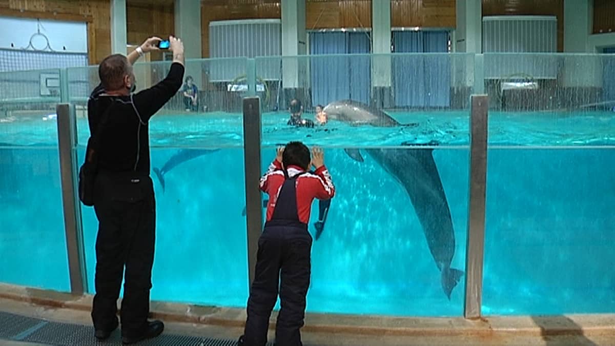 Delfiinikeskustelulla vaikutusta – Särkänniemen delfinaario menettää  kävijöitään | Yle Uutiset