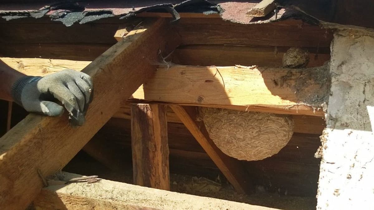 Iso ampiaispesä.