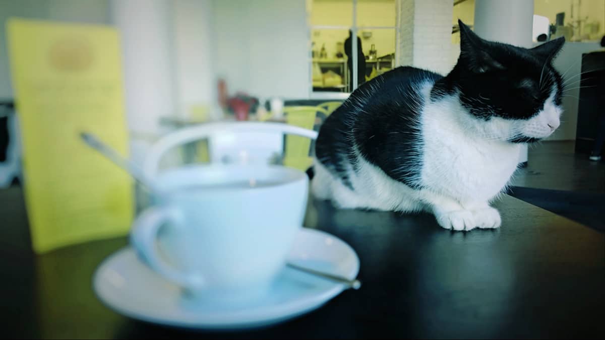Nostetaan kissa pöydälle ja nukutaan koiranunta – eläimistä tutuimmat  pääsevät sananlaskuihin | Yle Uutiset