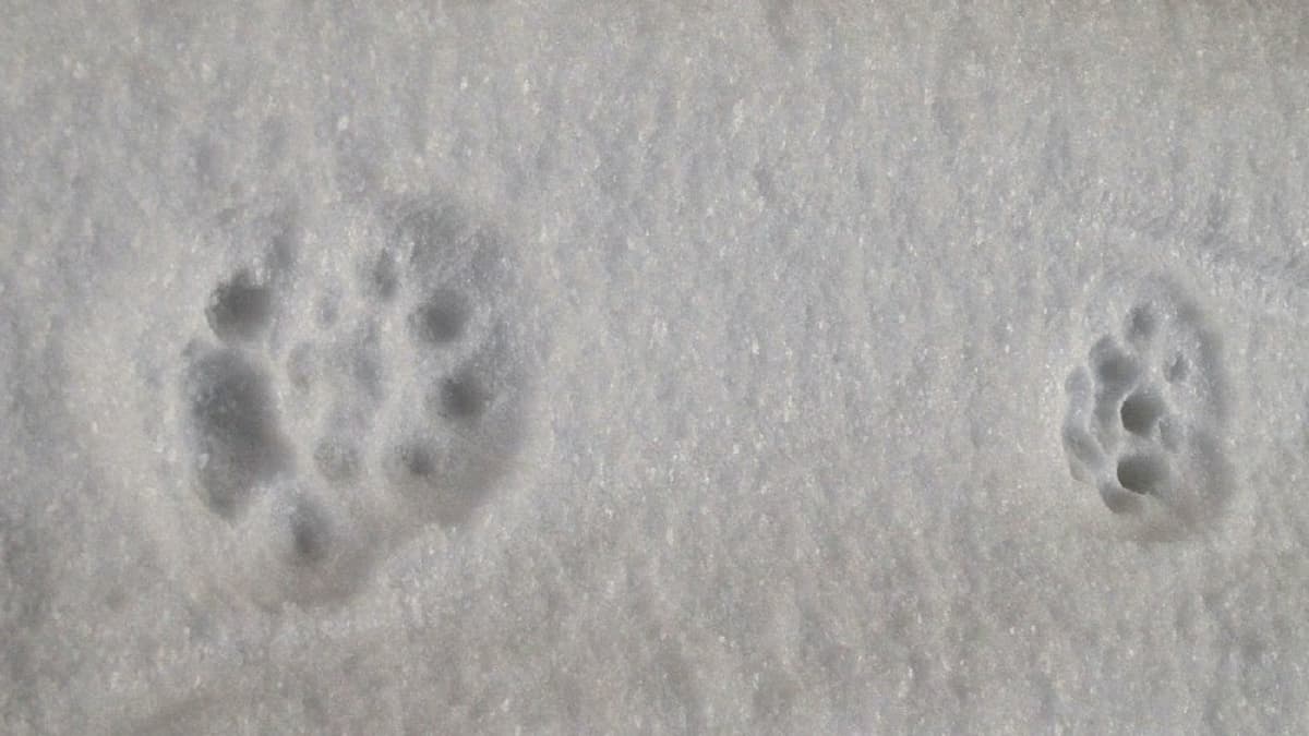 Nyt on helppoa päästä jäljille – lumi paljastaa eläinten liikkeet | Yle  Uutiset