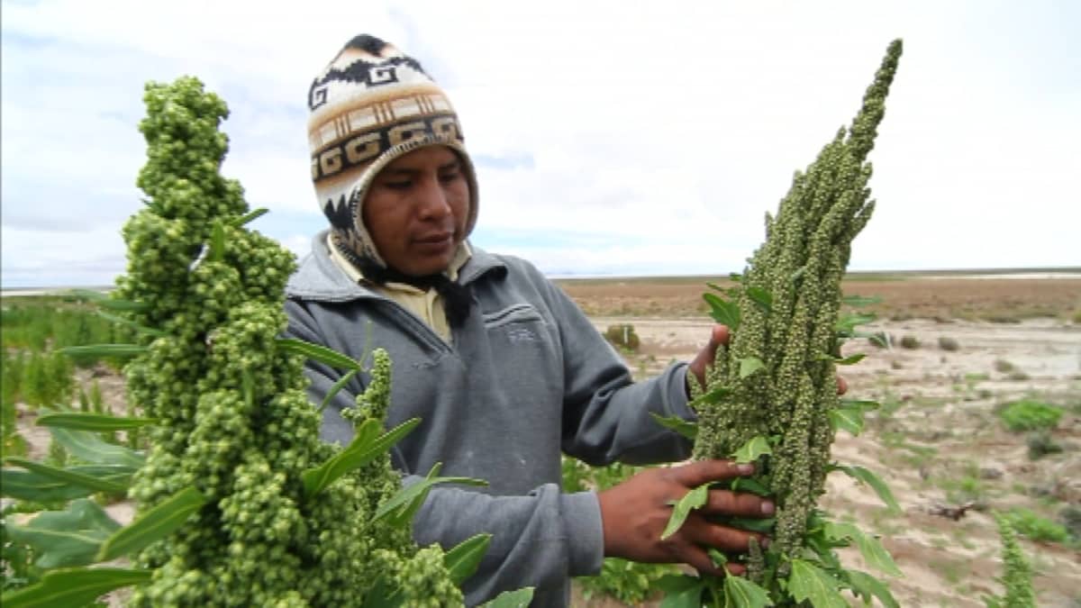 Kvinoa on Andien vuoriston alkuperäisvilja, jota pidetään terveyspommina.