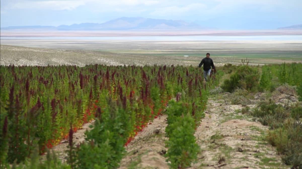 Kvinoa kasvaa Andien rinteillä Bolivian suuren suola-aavikon liepeillä. Bolivia ja Peru tuottavat valtaosan maailman kvinoasta.