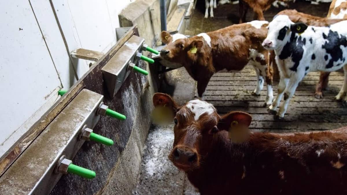 Oikeutta eläimille -yhdistyksen ottama salakuva vasikkakasvattamosta