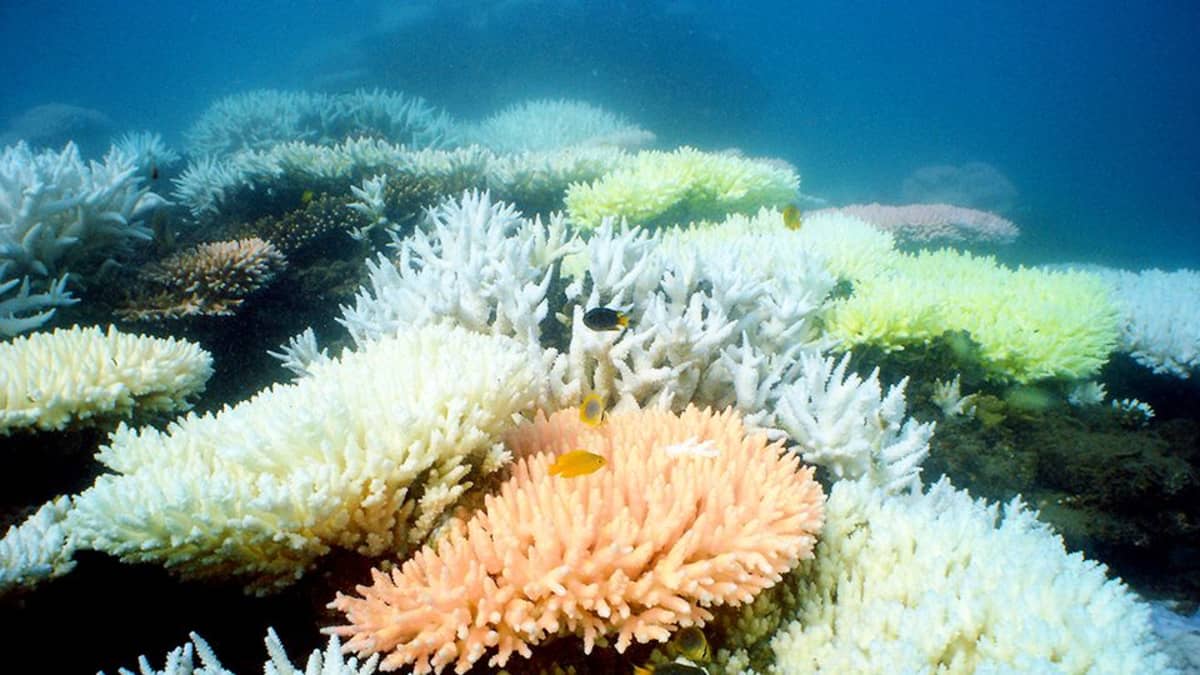 Vuonna 2012 julkaistu valokuva koralleista isolla valliriutalla, Queenslandin edustalla Australiassa.