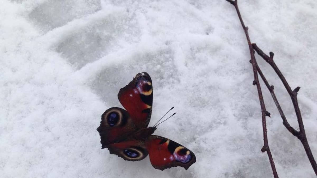 Perhoset hämmentyvät lämpimästä helmikuusta – havaintoja lumihangessa  värjöttelevistä hyönteisistä | Yle Uutiset