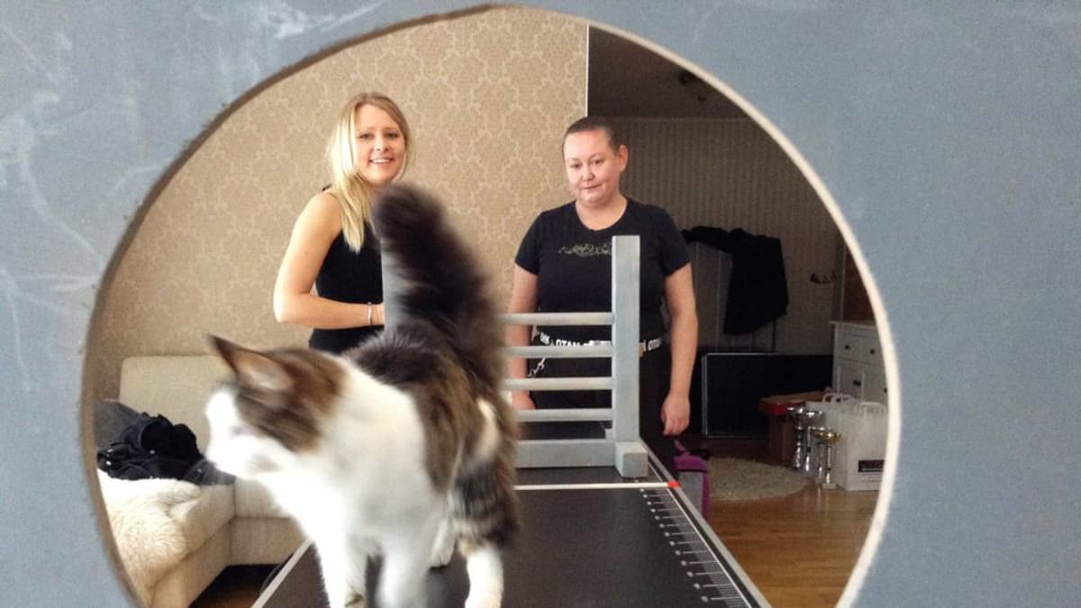 Kissat agility -radalla jopa innokkaampina kuin koirat | Yle Uutiset