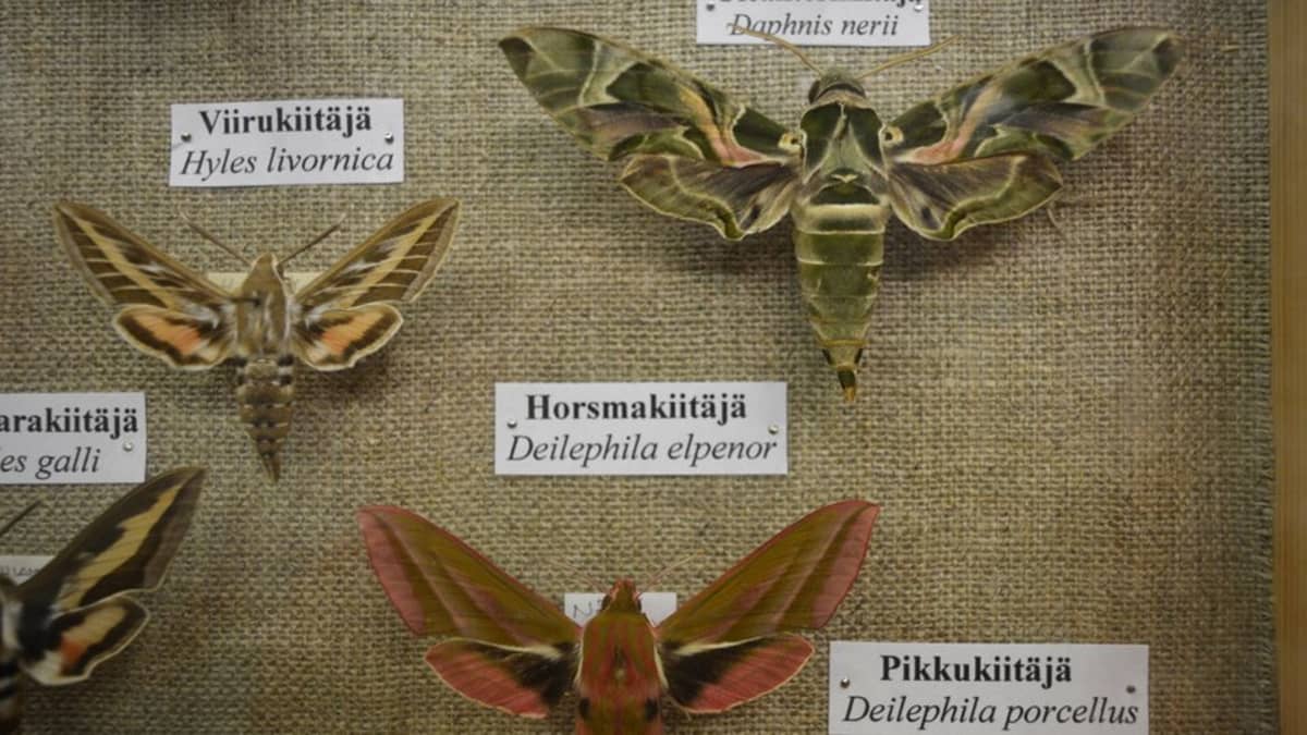 Kiitäjien sukuun kuuluvia perhoslajeja Vesa Hyyryläisen vitriinissä.