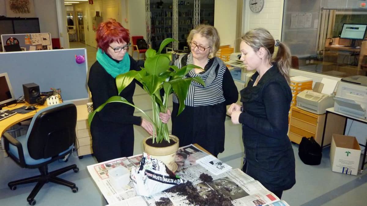 Kukkakauppias Tiina Latvasalo ja toimittajat Päivi Rautanen sekä Pauliina Jaakkola vaihtamassa multaa Päivin amazoninliljaan.