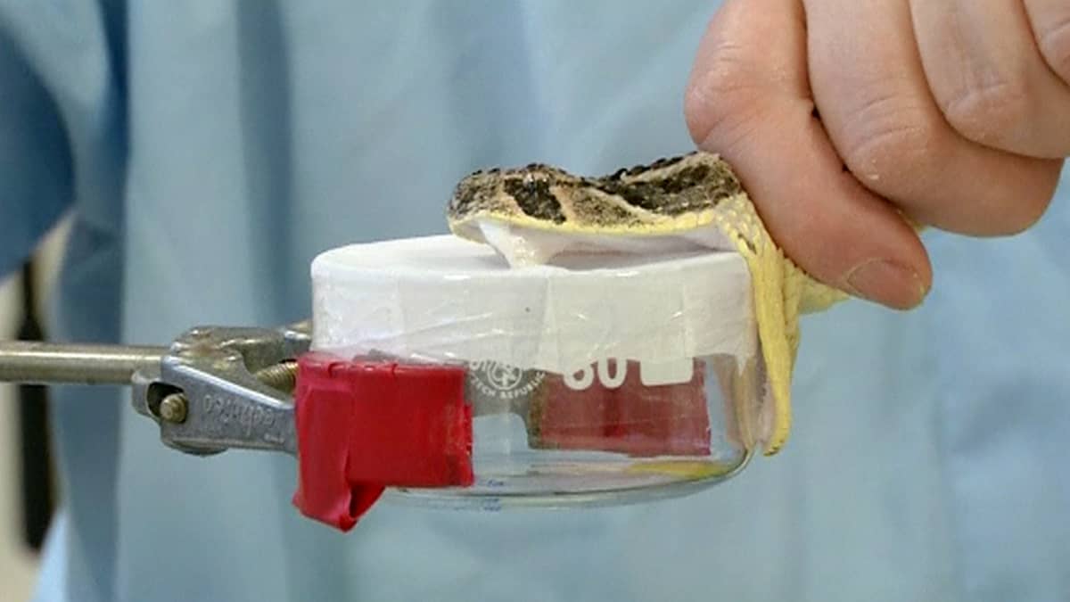 Tutkijat lypsävät myrkkyä käärmeestä valmistaakseen sille vastamyrkkyä.