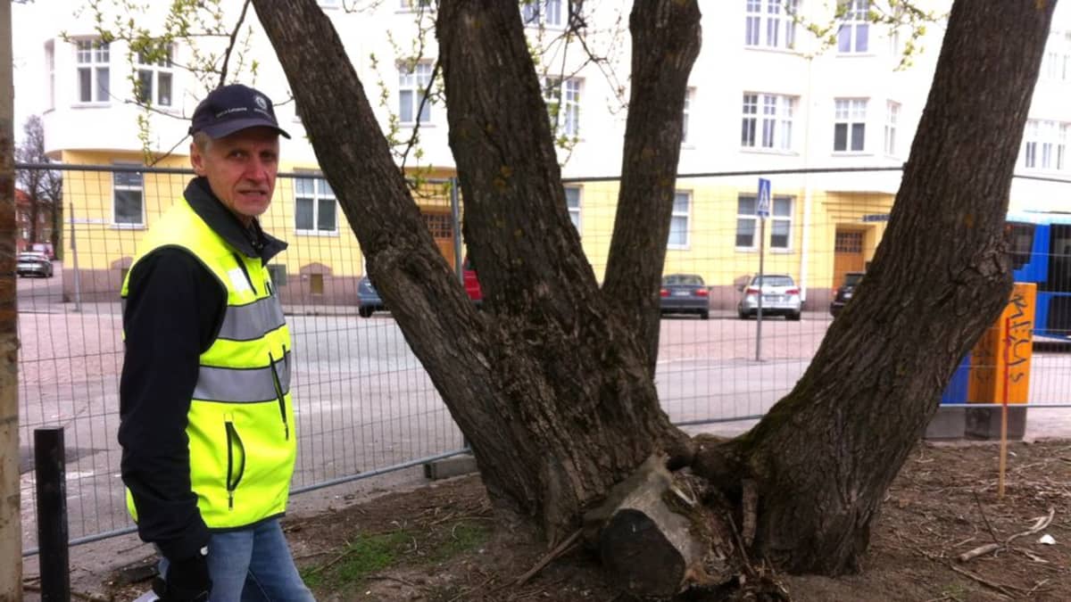 Lahden alatorin viimeiset poppelit saivat tuomion: Huonokuntoiset puut  turvallisuusriski | Yle Uutiset