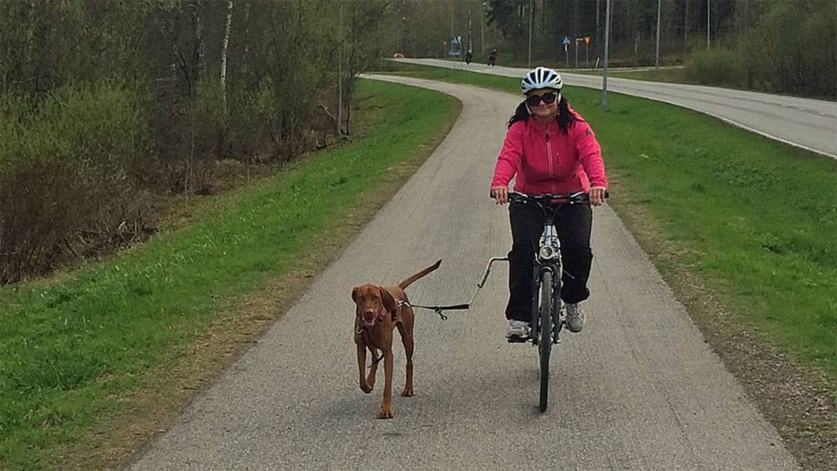 Koiran juoksuttamista polkupyörän kanssa.