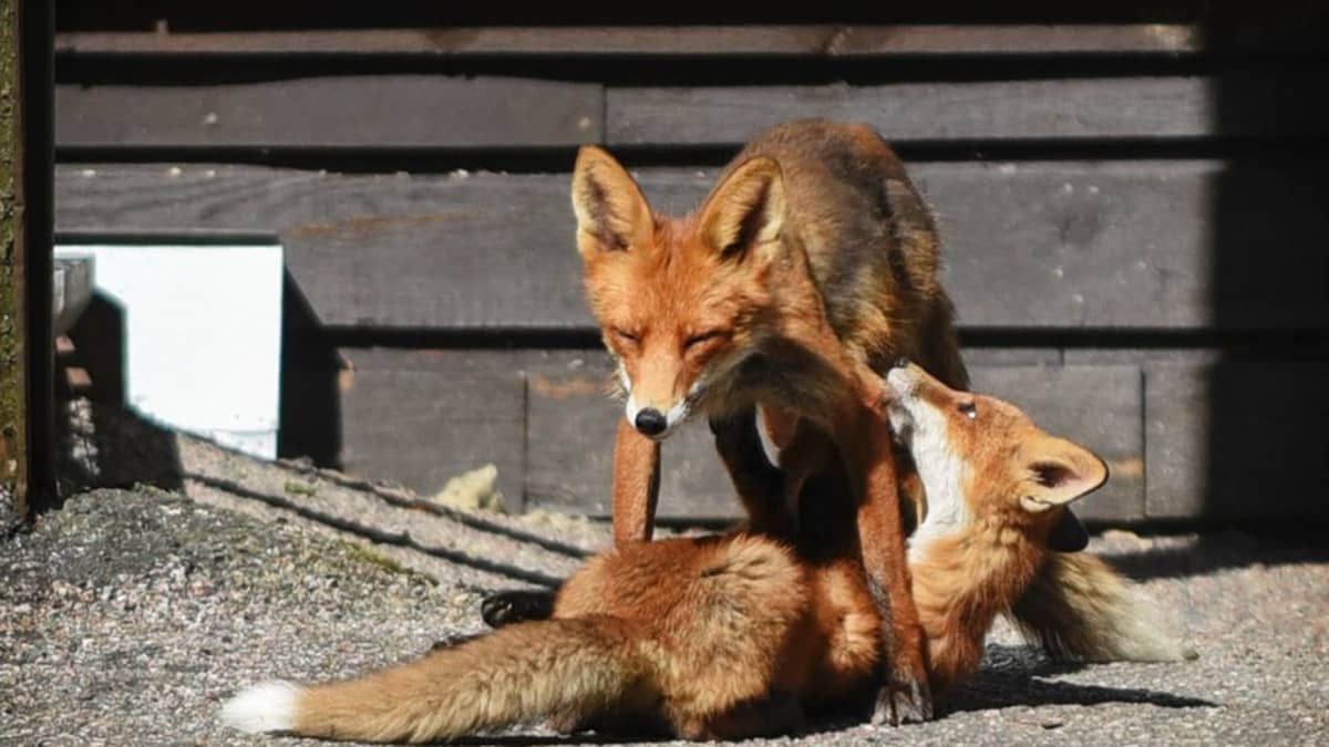 Pasilan citykettu poikasineen Ylen toimistokorttelin pihalla.