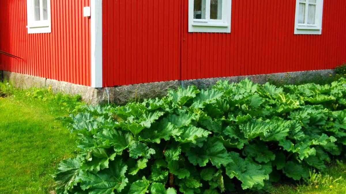 Raparperi on yksi Suomen vanhimmista puutarhakasveista.