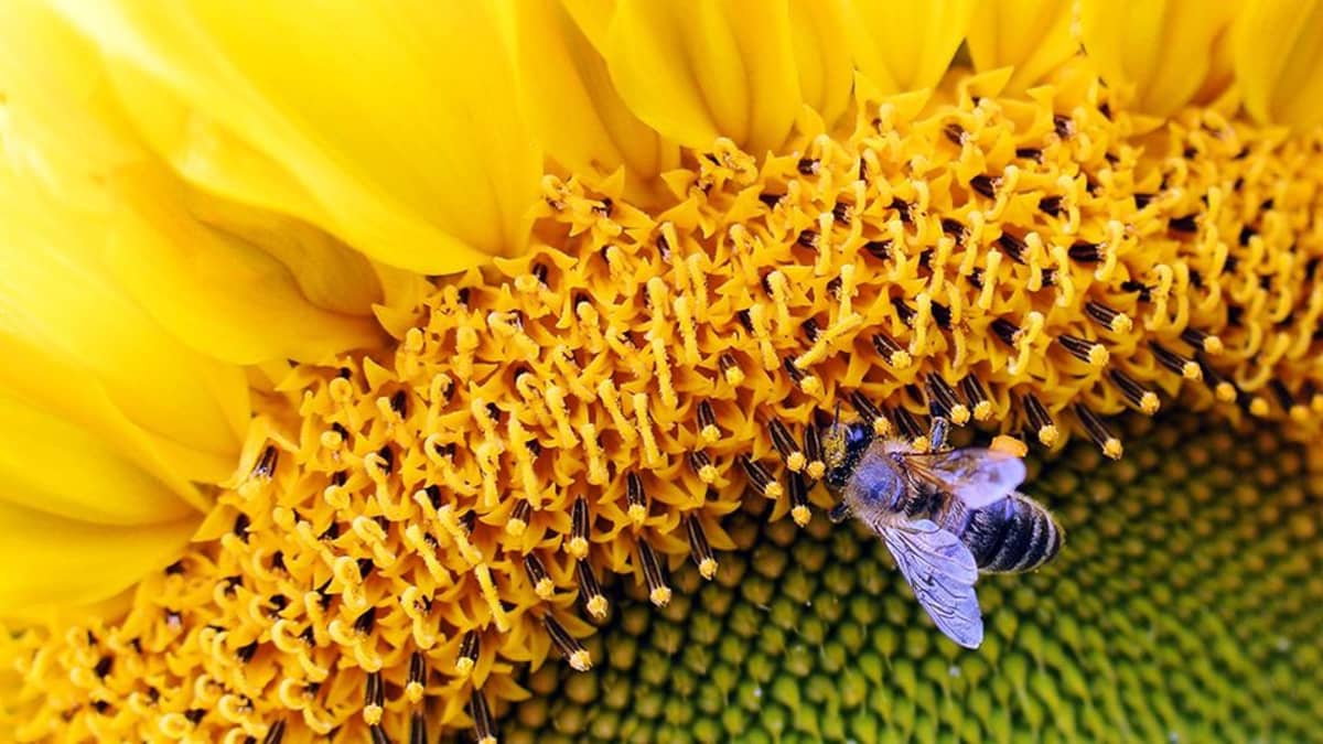 Mehiläinen ja auringonkukka.