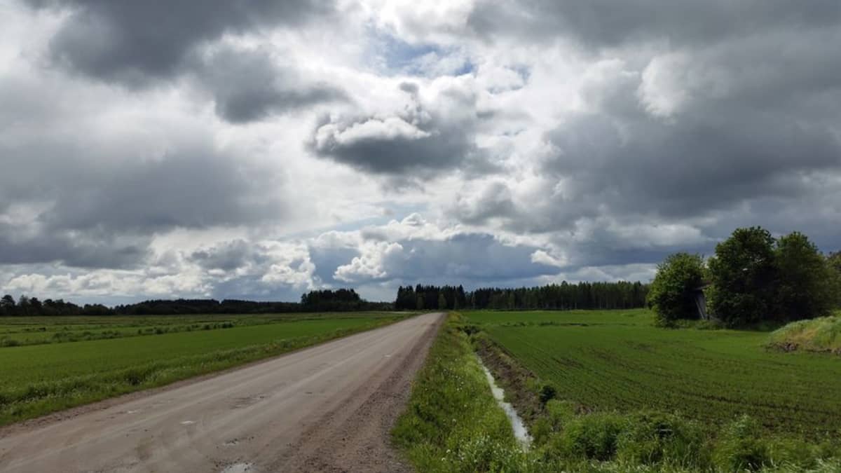 Synkät pilvet ovat leijuneet koko alkukesän viljelijöiden kiusana. Sade ja kylmä sää ovat vaikeuttaneet kylvötöitä ja hidastaneet sadon kehitystä. Siikalatvan Mankilankylän peltoja 17.6.2015.