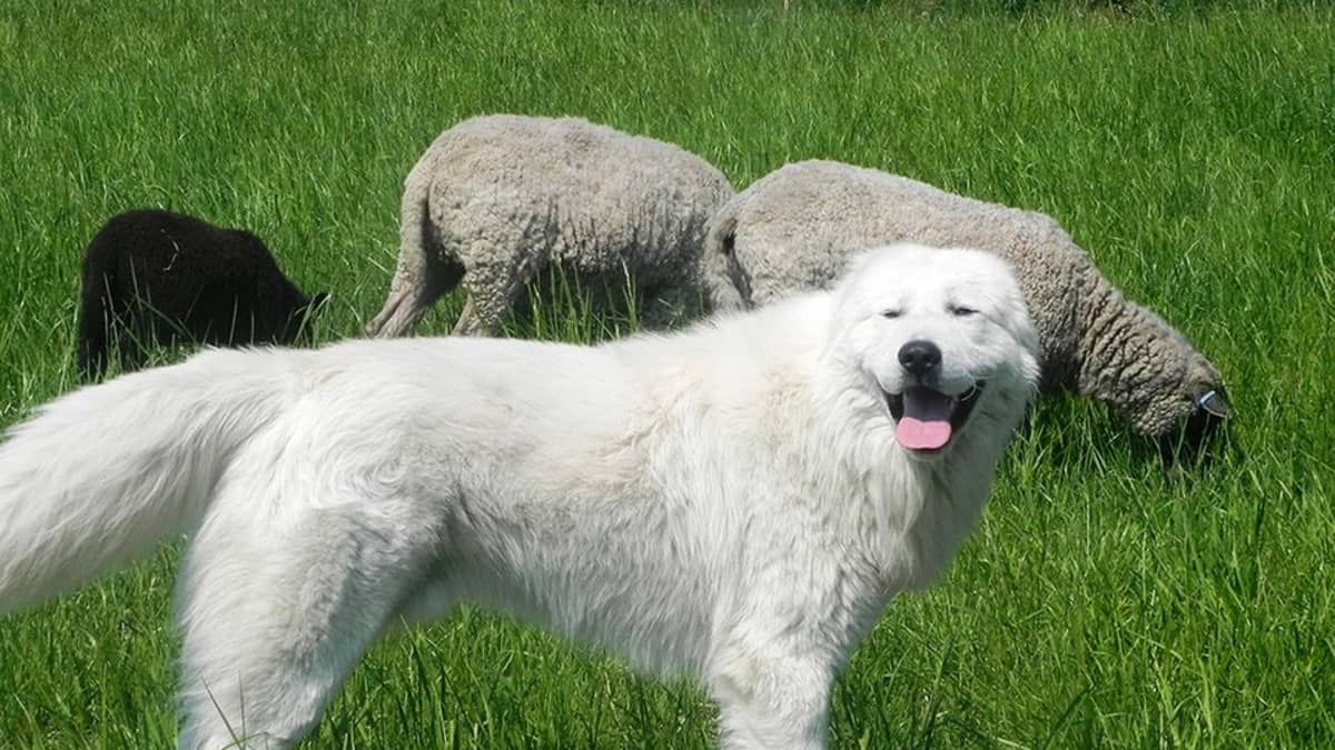 Laumanvartijakoira työssä lammastilalla Savitaipaleella