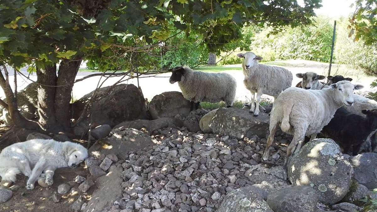 Laumanvartijakoira lepotauolla lammastilalla Savitaipaleella. 