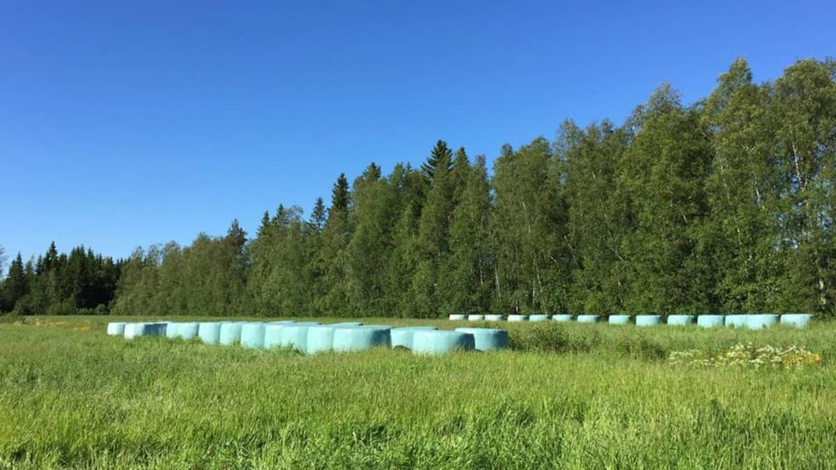 Kuvassa vihreitä rehupaaleja pellonreunassa