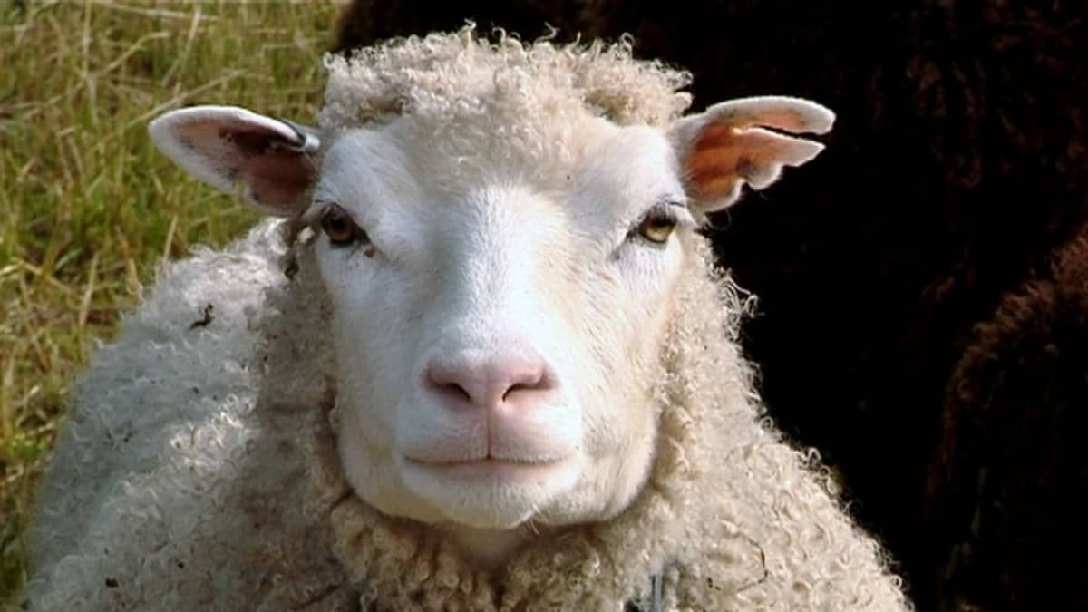 Lammasyhdistys: Puutteet teurastamoissa korjattava heti – 