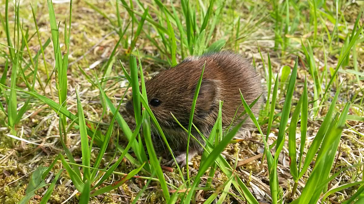 Älä siivoa myyrän jätöksiä imurilla tai harjalla, märkä rätti on ...