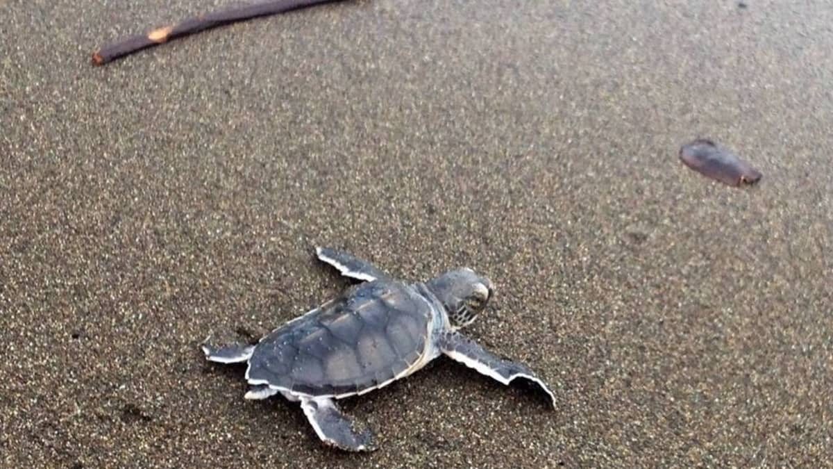 kilpikonnavauva rantahiekalla
